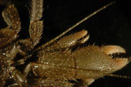 Image of Hairy Hermit Crab