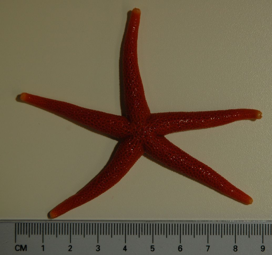 Image of Pacific blood star