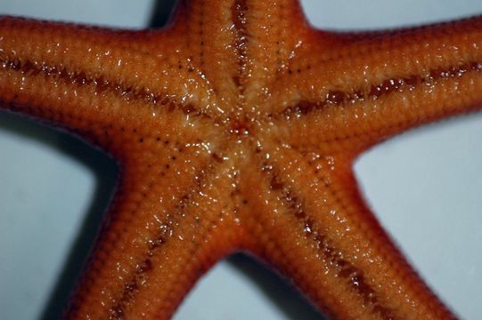 Image of Pacific blood star