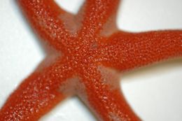 Image of Pacific blood star