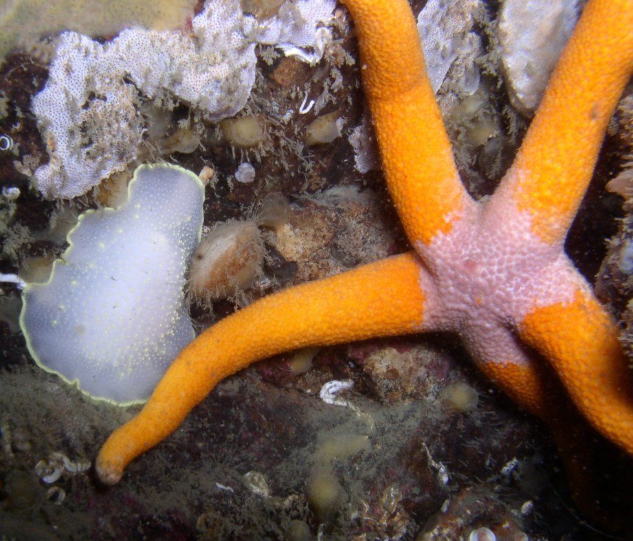 Image of Pacific blood star