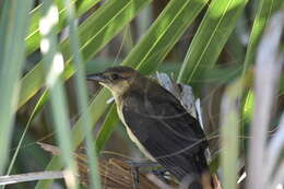 Image of Boat-tailed Grackle