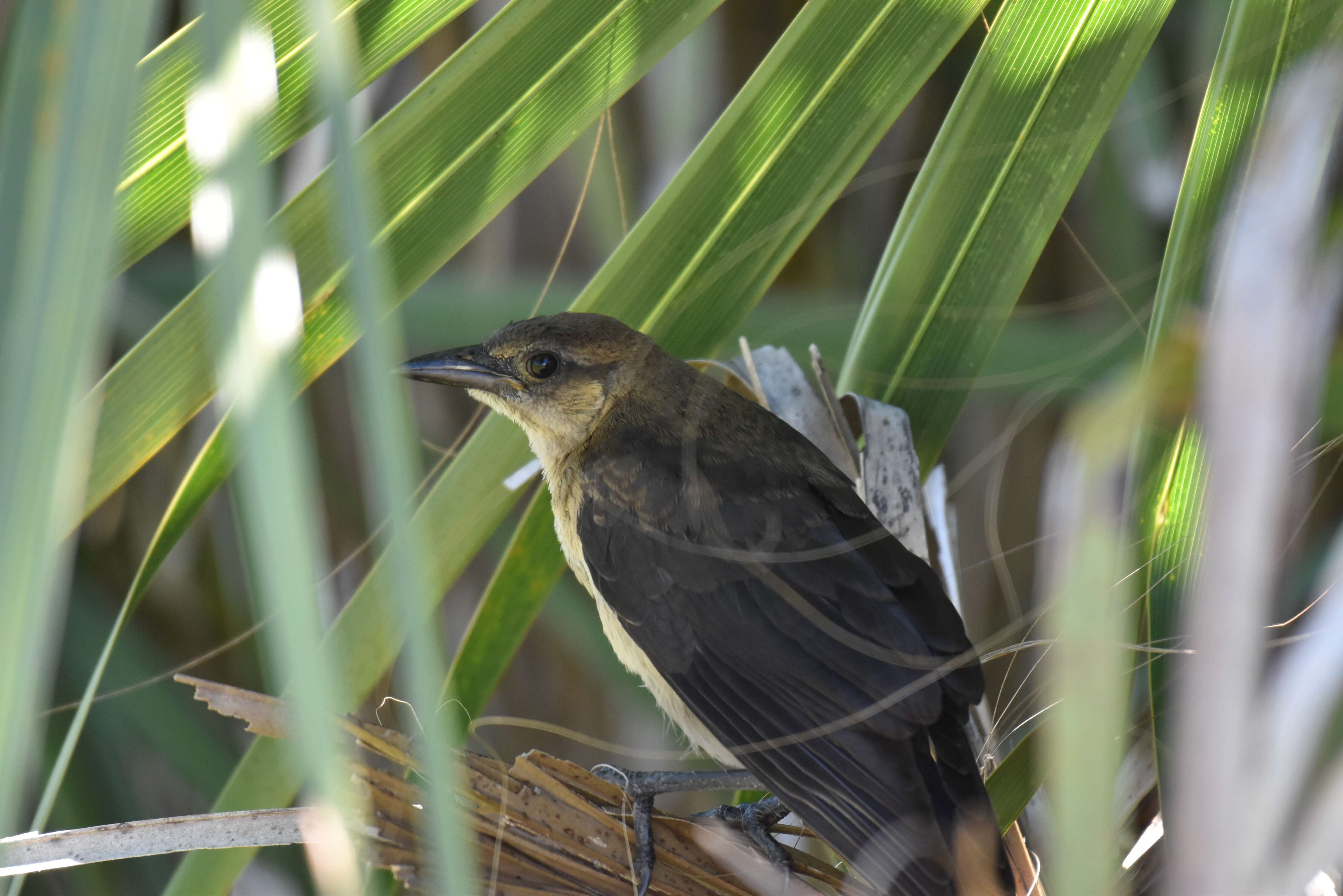 Image of Boat-tailed Grackle