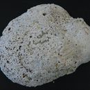 Image of California boring horny sponge