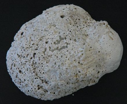 Image of California boring horny sponge