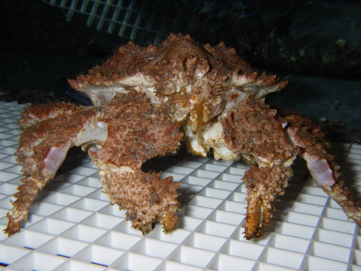 Image of Brown box crab