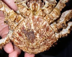 Image of Brown box crab
