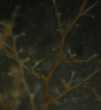 Image of Sea thread hydroid