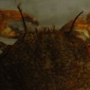 Image of helmet crab