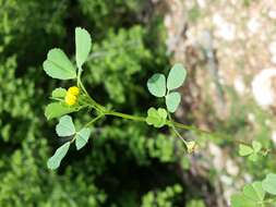 Слика од Medicago truncatula Gaertn.