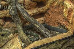 Image of King ratsnake