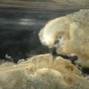 Image of burrow pea crab