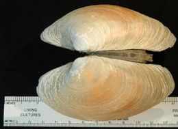 Image of butter clams