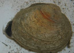 Sivun Saxidomus gigantea (Deshayes 1839) kuva
