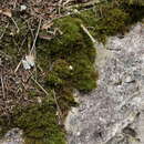 Image of goldenleaf campylium moss