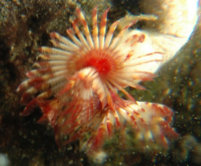 Image of Limy tube worm