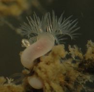 Image of Limy tube worm