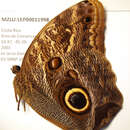 Image of Caligo telamonius