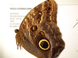 Image of Caligo telamonius