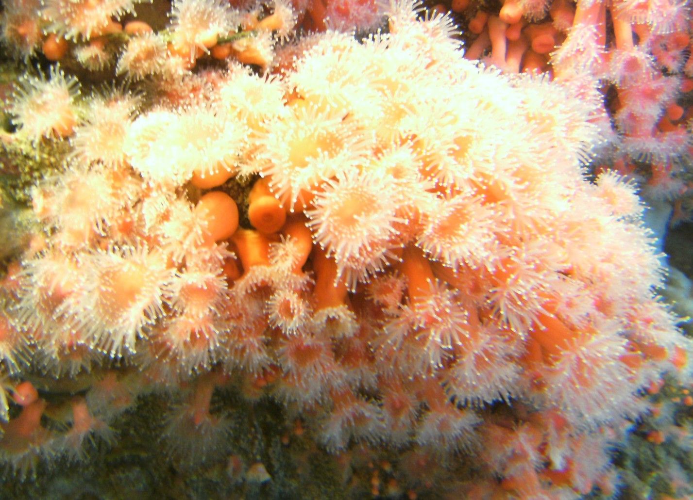 Image of Strawberry anemones