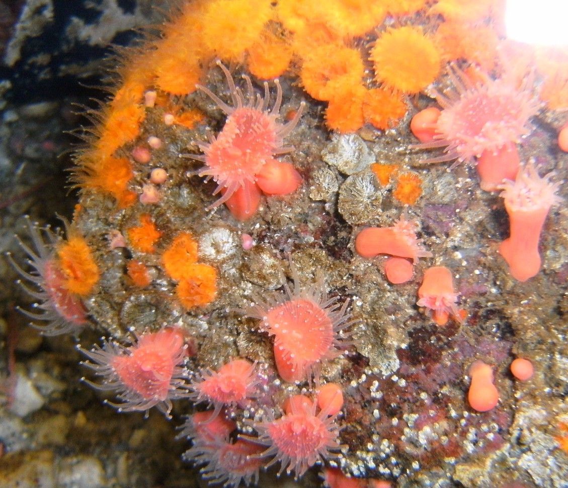 Image of Strawberry anemones