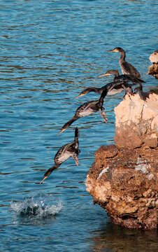 Image of European Shag