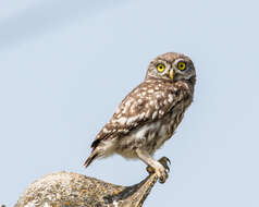 Image of Little Owl