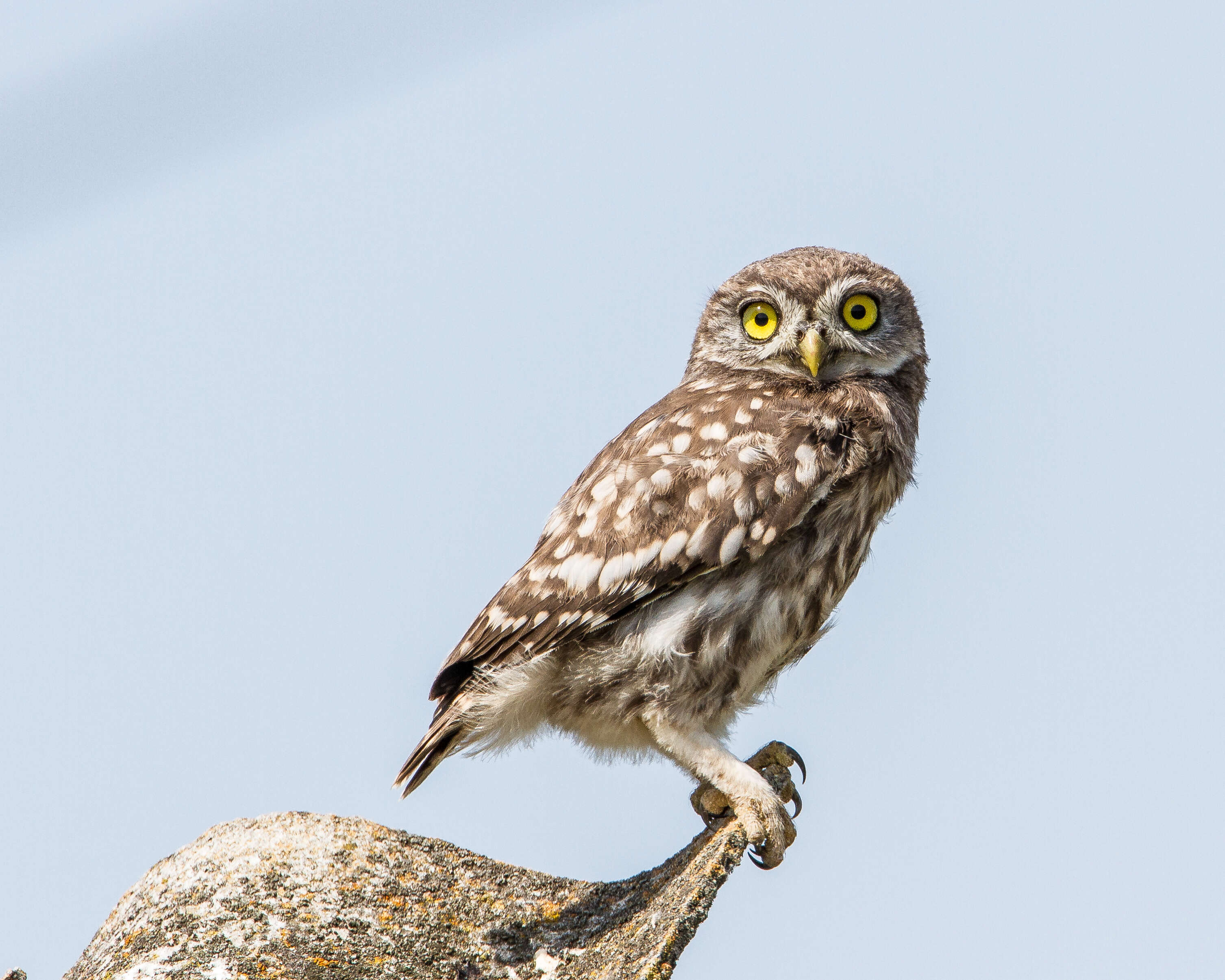 Image of Little Owl