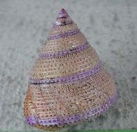 Image of Jeweled Top Snail