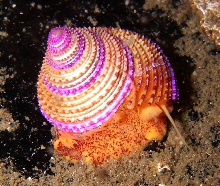 Image of Jeweled Top Snail