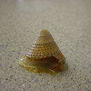 Imagem de Calliostoma variegatum Carpenter 1864