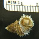 Image of cancellate hairysnail
