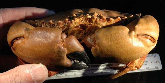 Image of rock crabs