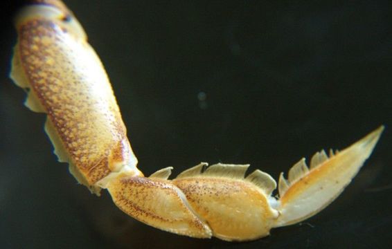 Image of Metacarcinus