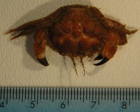 Image of Glebocarcinus