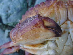 Image of crab