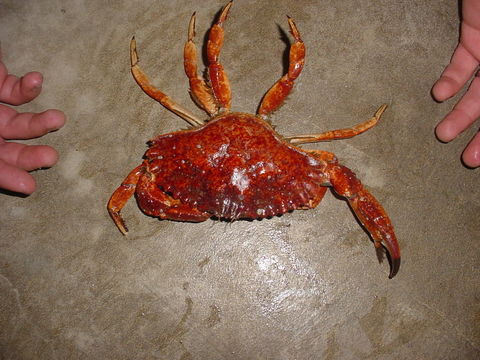 Image of crab