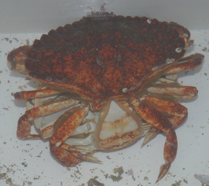 Image of crab