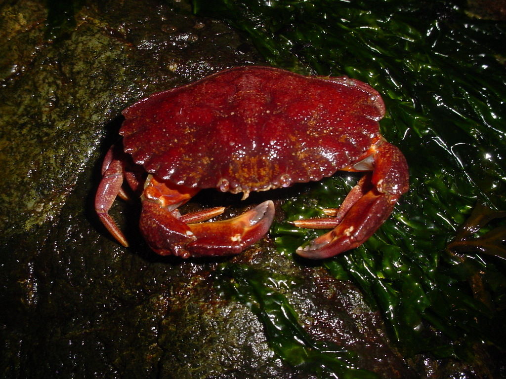 Image of crab