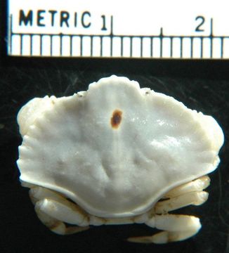 Image of crab