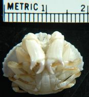 Image of crab