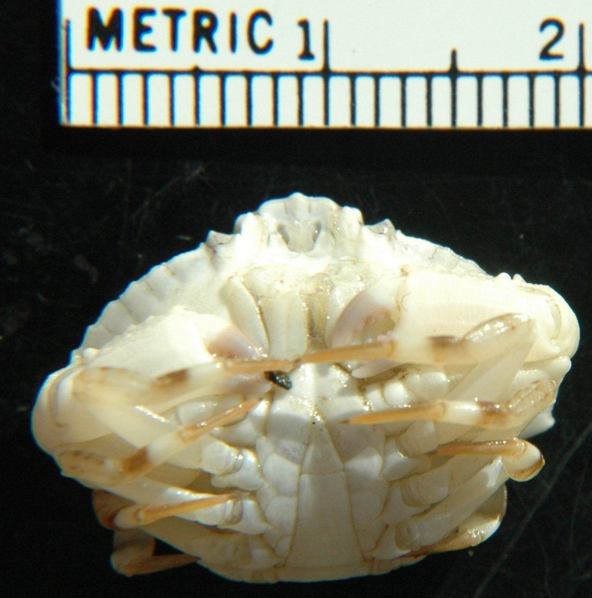 Image of crab