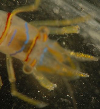 Image of candy-striped shrimp