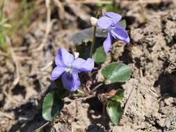 Image of common dog-violet