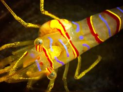 Image of candy-striped shrimp