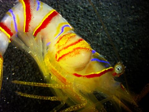 Image of candy-striped shrimp