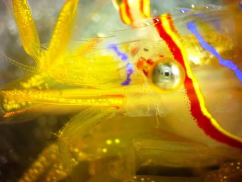 Image of candy-striped shrimp