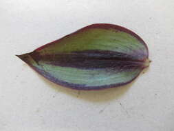 Image of inchplant
