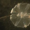 Image of Pacific sea gooseberry