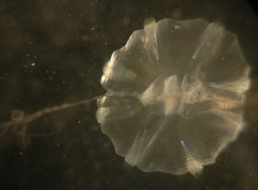 Image of Pacific sea gooseberry